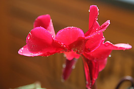 位圖 植物 花朵 寫實(shí)花卉 野花 免費(fèi)素材