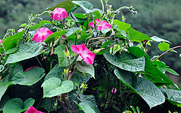 位图 植物 花朵 写实花卉 喇叭花 免费素材