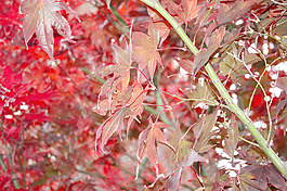紅色的秋葉