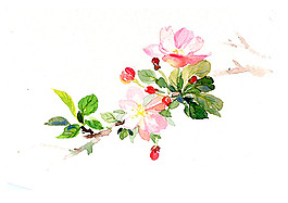 位圖 植物圖案 寫意花卉 花朵 免費(fèi)素材