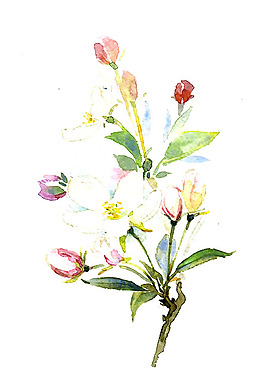 位圖 植物圖案 寫意花卉 花朵 免費素材