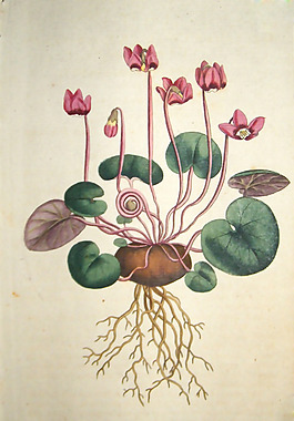 位圖 植物圖案 寫意花卉 花朵 免費(fèi)素材