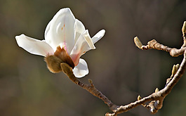 位圖 植物 花朵 寫實(shí)花卉 野花 免費(fèi)素材