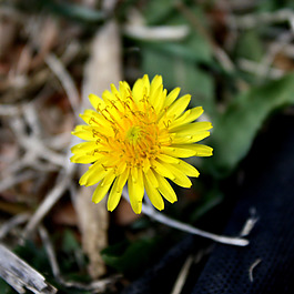 位圖 植物 花朵 寫(xiě)實(shí)花卉 超高清 免費(fèi)素材