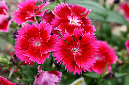 位圖 植物 花朵 寫實(shí)花卉 超高清 免費(fèi)素材