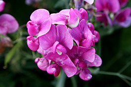 位圖 植物 花朵 寫實(shí)花卉 超高清 免費(fèi)素材