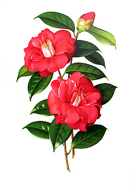 位圖 植物圖案 寫意花卉 花朵 免費(fèi)素材