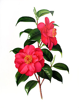位圖 植物圖案 寫意花卉 花朵 免費(fèi)素材