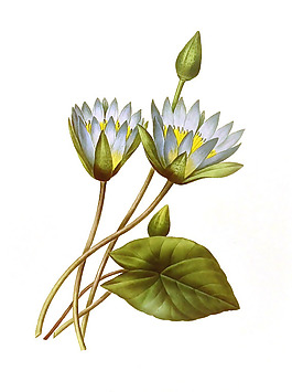 位圖 植物圖案 寫意花卉 花朵 免費素材