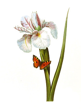 位圖 植物圖案 寫(xiě)意花卉 花朵 免費(fèi)素材
