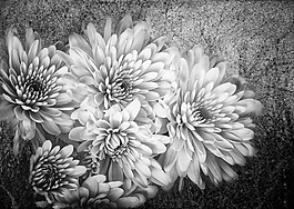 位圖 植物圖案 寫意花卉 花朵 免費素材