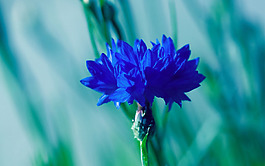 位圖 植物 花朵 寫(xiě)實(shí)花卉 菊花 免費(fèi)素材