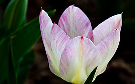 位圖 植物 花朵 寫實(shí)花卉 野花 免費(fèi)素材