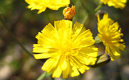 位圖 植物 花朵 寫實(shí)花卉 菊花 免費(fèi)素材