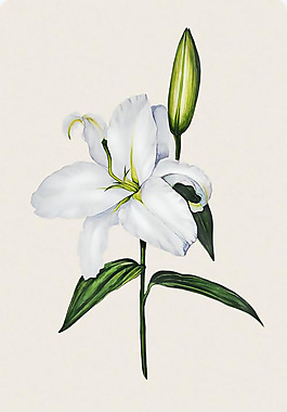 位圖 植物圖案 寫意花卉 花朵 免費素材