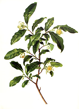 位圖 植物圖案 寫意花卉 花朵 免費(fèi)素材