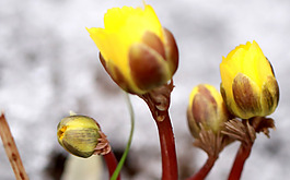 位圖 植物 花朵 寫實花卉野花 免費(fèi)素材