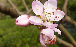 位圖 植物 花朵 寫實(shí)花卉 小桃花 免費(fèi)素材