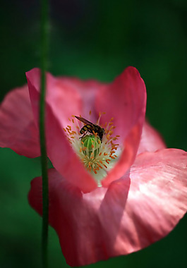 位圖 植物 花朵 寫(xiě)實(shí)花卉 野花 免費(fèi)素材