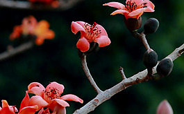 位圖 植物 花朵 寫實(shí)花卉 野花 免費(fèi)素材