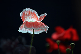 位圖 植物 花朵 寫實花卉 野花 免費素材