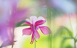位圖 植物 花朵 寫(xiě)實(shí)花卉 野花 免費(fèi)素材