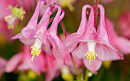 位圖 植物 花朵 寫(xiě)實(shí)花卉 野花 免費(fèi)素材