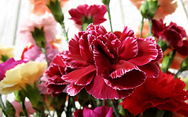 位圖 植物 花朵 寫(xiě)實(shí)花卉 野花 免費(fèi)素材