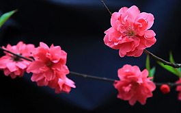 位圖 植物 花朵 寫實花卉 櫻花 免費素材