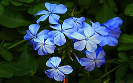 位圖 植物 花朵 寫(xiě)實(shí)花卉 蘭花 免費(fèi)素材