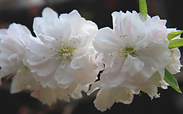 位圖 植物圖案 花朵 寫實花卉 梔子花 免費素材