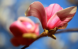 位圖 植物圖案 花朵 寫實花卉 野花 免費素材