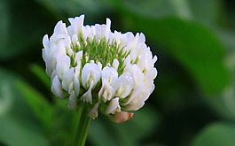 位圖 植物圖案 花朵 寫實花卉 野花 免費素材