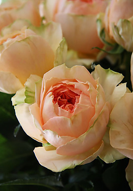 位圖 植物圖案 花朵 寫實(shí)花卉 月季 免費(fèi)素材