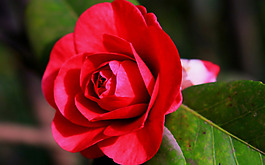 位圖 植物圖案 花朵 寫實(shí)花卉 玫瑰 免費(fèi)素材