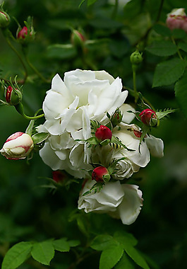 位圖 植物圖案 花朵 寫實花卉 野花 免費素材