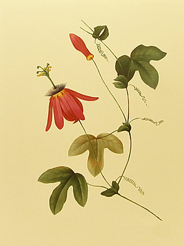 位圖 植物圖案 寫意花卉 花朵 免費(fèi)素材
