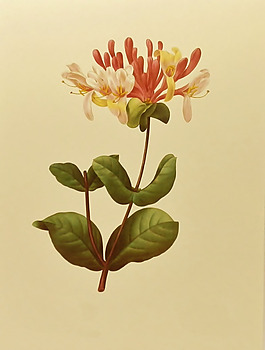 位圖 植物圖案 寫意花卉 花朵 免費(fèi)素材
