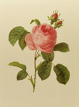 位圖 植物圖案 寫意花卉 花朵 免費(fèi)素材