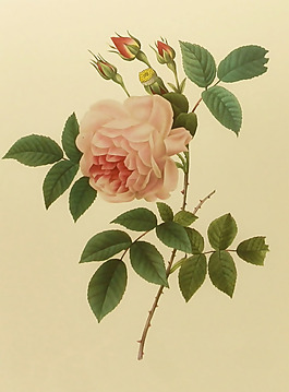 位圖 植物圖案 寫意花卉 花朵 免費(fèi)素材