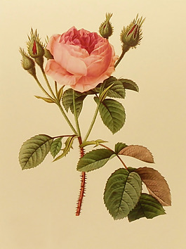 位圖 植物圖案 寫意花卉 花朵 免費(fèi)素材