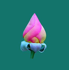 位圖 植物圖案 花朵 寫(xiě)實(shí)花卉 玫瑰 免費(fèi)素材