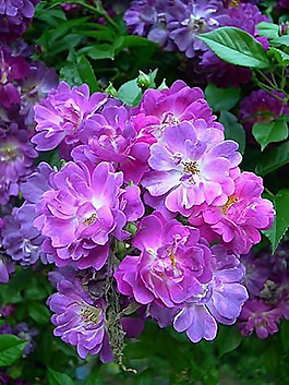 位圖 植物圖案 花朵 寫實花卉 月季 免費素材