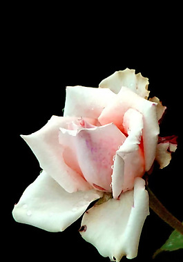 位圖 植物圖案 花朵 寫(xiě)實(shí)花卉 玫瑰 免費(fèi)素材