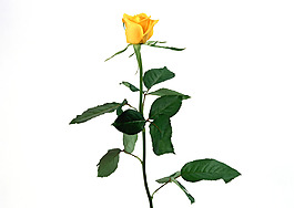位圖 植物 花朵 寫(xiě)實(shí)花卉 超高清 免費(fèi)素材