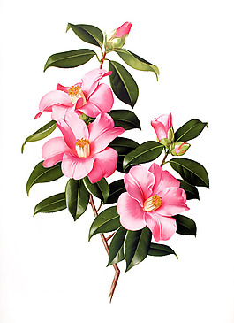 位图 植物图案 写意花卉 花朵 免费素材