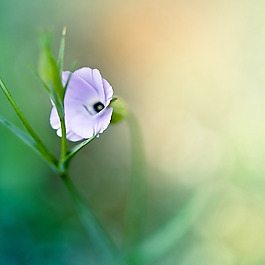 位圖 植物圖案 花朵 寫實(shí)花卉 野花 免費(fèi)素材