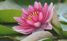 位圖 植物圖案 花朵 寫實(shí)花卉 荷花 免費(fèi)素材