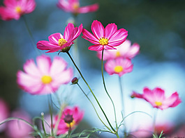 位圖 植物圖案 花朵 寫實(shí)花卉 水仙花 免費(fèi)素材