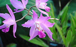 位圖 植物圖案 花朵 寫實(shí)花卉 野花 免費(fèi)素材